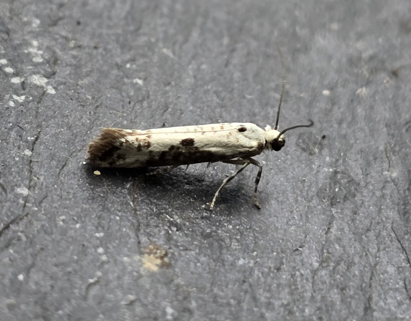 Photo of Ash Bud Moth (Prays fraxinella)